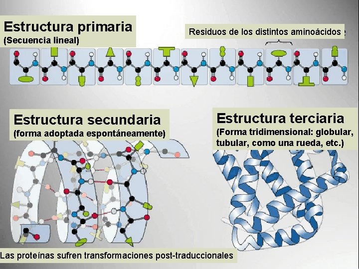 Estructura primaria (Secuencia lineal) Estructura secundaria (forma adoptada espontáneamente) Residuos de los distintos aminoácidos