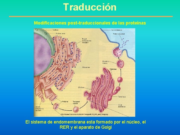 Traducción Modificaciones post-traduccionales de las proteínas El sistema de endomembrana esta formado por el