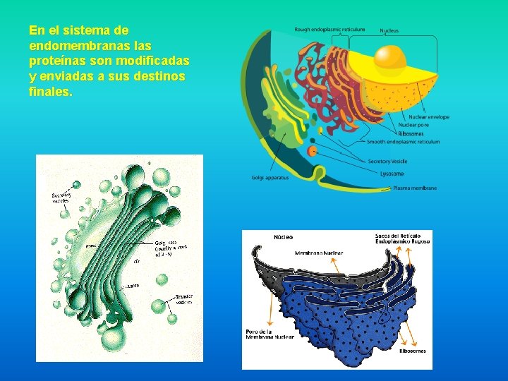 En el sistema de endomembranas las proteínas son modificadas y enviadas a sus destinos