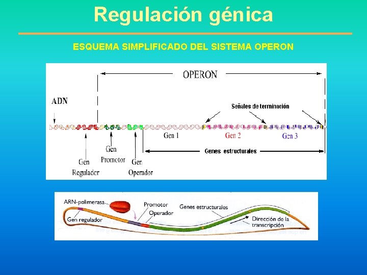 Regulación génica ESQUEMA SIMPLIFICADO DEL SISTEMA OPERON 