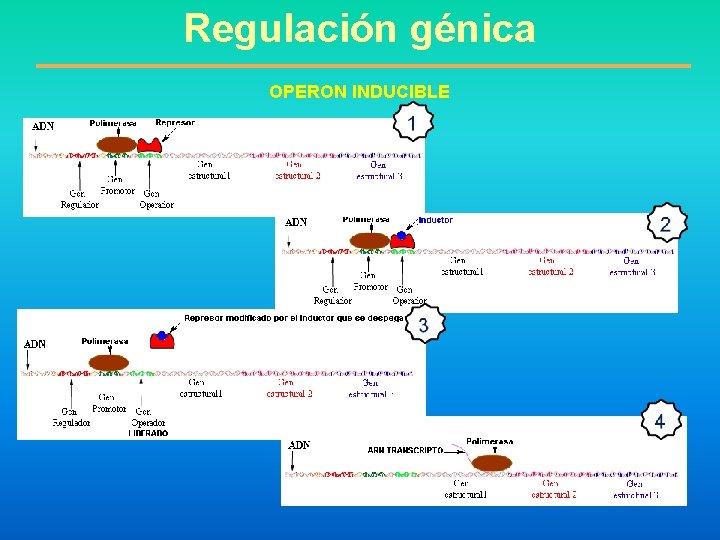Regulación génica OPERON INDUCIBLE 