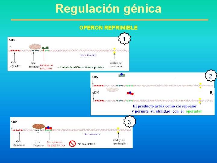 Regulación génica OPERON REPRIMIBLE 