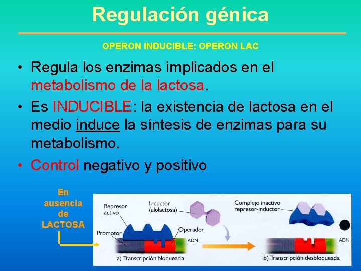 Regulación génica OPERON INDUCIBLE: OPERON LAC • Regula los enzimas implicados en el metabolismo