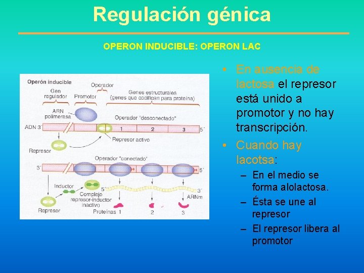 Regulación génica OPERON INDUCIBLE: OPERON LAC • En ausencia de lactosa el represor está