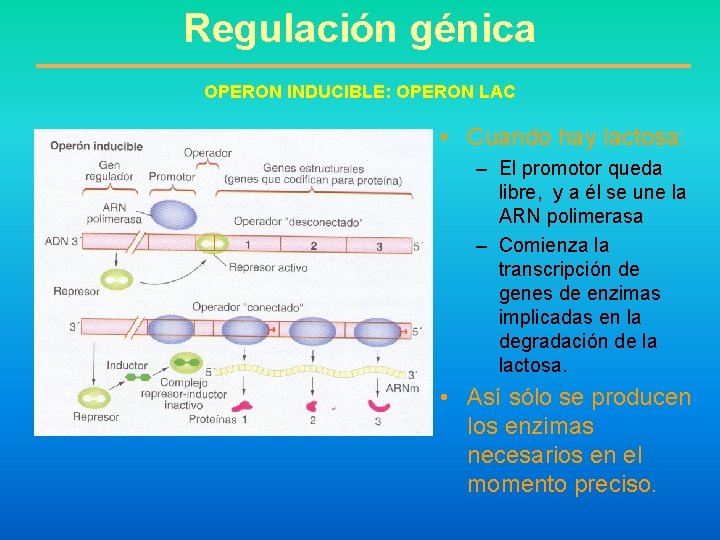 Regulación génica OPERON INDUCIBLE: OPERON LAC • Cuando hay lactosa: – El promotor queda