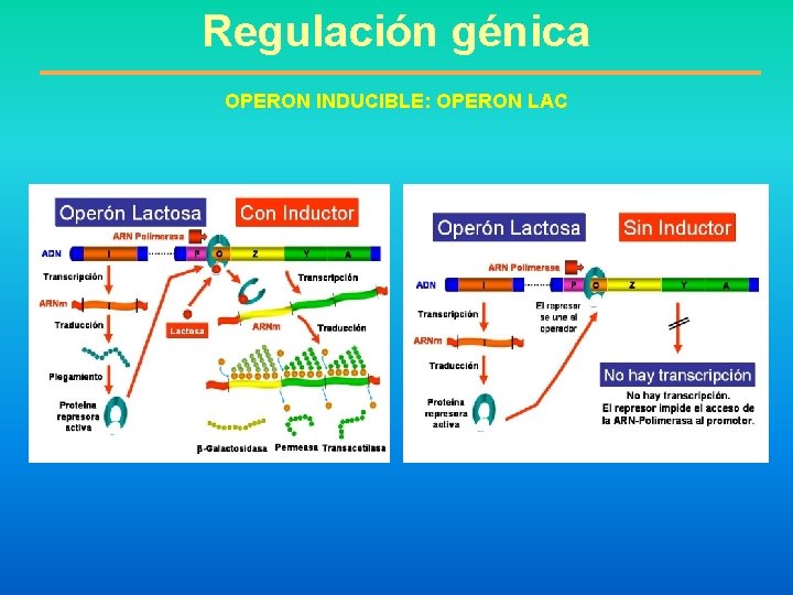 Regulación génica OPERON INDUCIBLE: OPERON LAC 