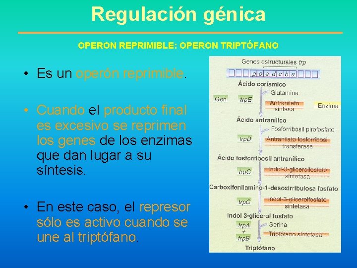 Regulación génica OPERON REPRIMIBLE: OPERON TRIPTÓFANO • Es un operón reprimible. • Cuando el