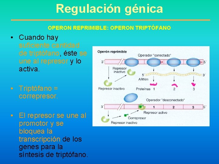 Regulación génica OPERON REPRIMIBLE: OPERON TRIPTÓFANO • Cuando hay suficiente cantidad de triptófano, éste