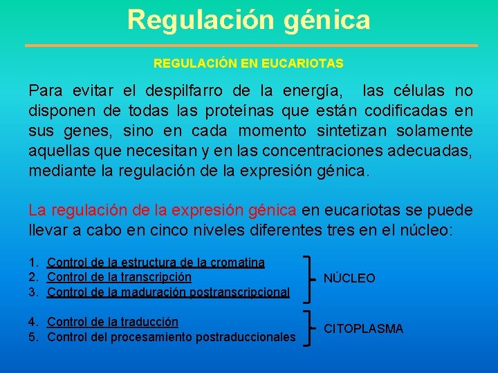 Regulación génica REGULACIÓN EN EUCARIOTAS Para evitar el despilfarro de la energía, las células