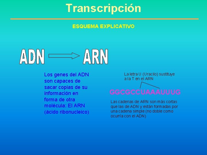 Transcripción ESQUEMA EXPLICATIVO Los genes del ADN son capaces de sacar copias de su