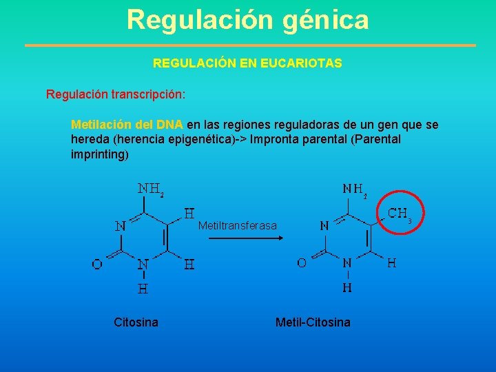 Regulación génica REGULACIÓN EN EUCARIOTAS Regulación transcripción: Metilación del DNA en las regiones reguladoras
