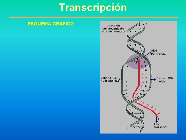 Transcripción ESQUEMA GRÁFICO 