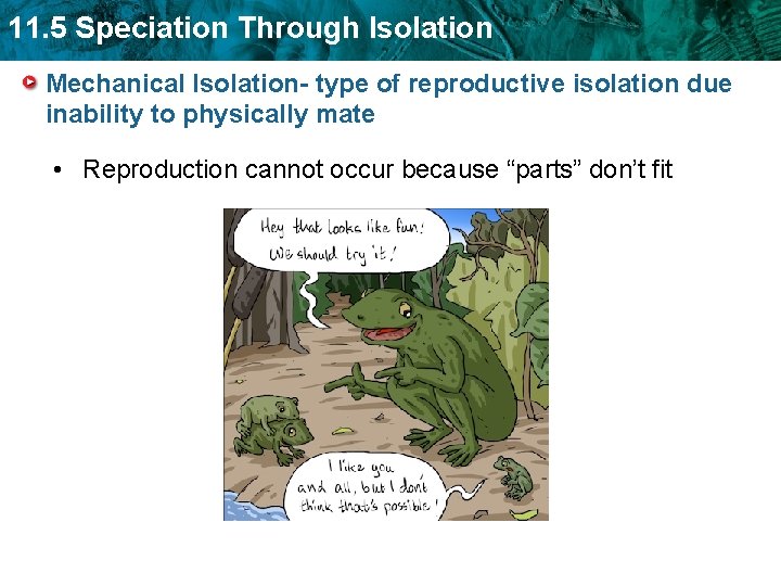 11. 5 Speciation Through Isolation Mechanical Isolation- type of reproductive isolation due inability to