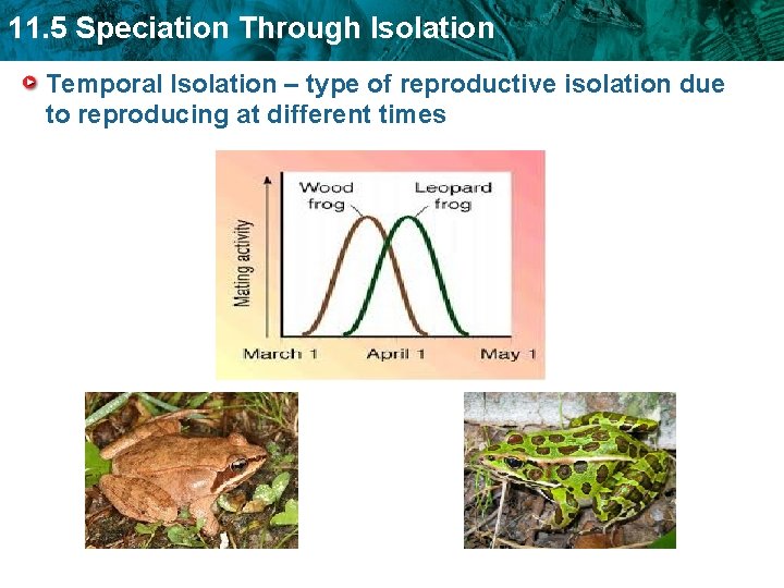 11. 5 Speciation Through Isolation Temporal Isolation – type of reproductive isolation due to