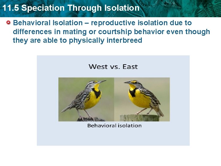 11. 5 Speciation Through Isolation Behavioral Isolation – reproductive isolation due to differences in