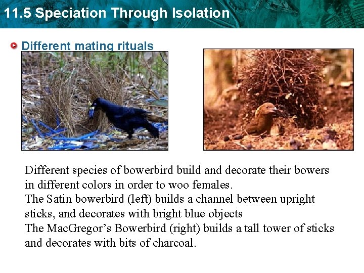 11. 5 Speciation Through Isolation Different mating rituals Different species of bowerbird build and