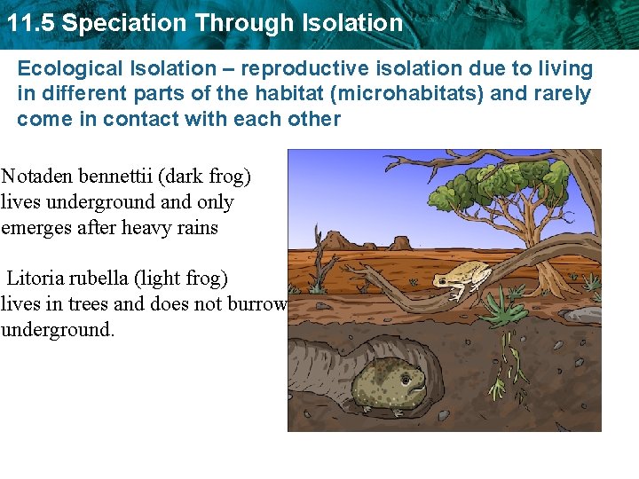 11. 5 Speciation Through Isolation Ecological Isolation – reproductive isolation due to living in