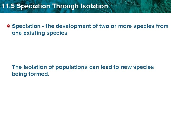 11. 5 Speciation Through Isolation Speciation - the development of two or more species