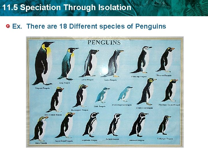 11. 5 Speciation Through Isolation Ex. There are 18 Different species of Penguins 