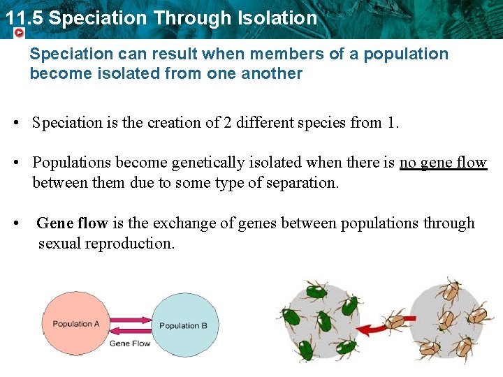 11. 5 Speciation Through Isolation Speciation can result when members of a population become