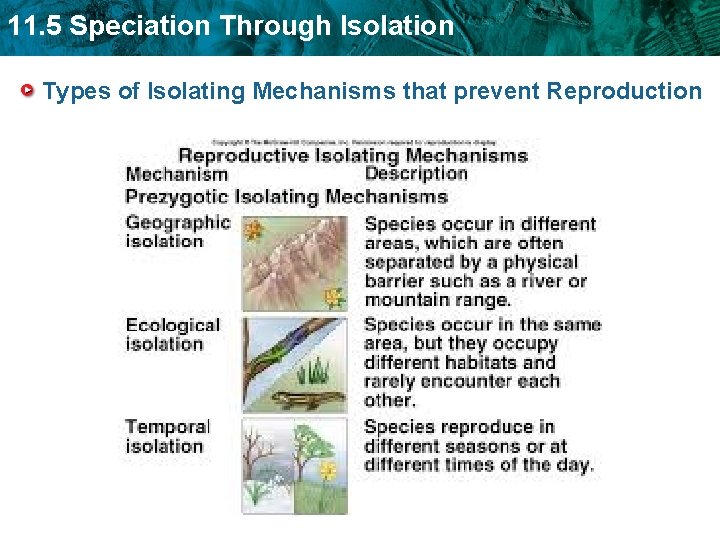 11. 5 Speciation Through Isolation Types of Isolating Mechanisms that prevent Reproduction 