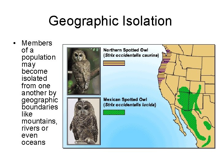 Geographic Isolation • Members of a population may become isolated from one another by