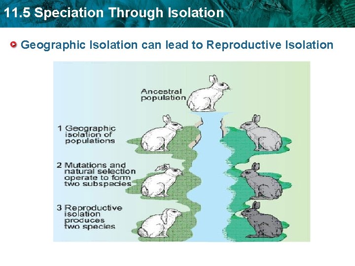 11. 5 Speciation Through Isolation Geographic Isolation can lead to Reproductive Isolation 