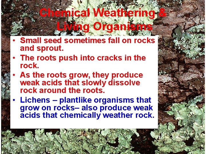 Chemical Weathering & Living Organisms • Small seed sometimes fall on rocks and sprout.