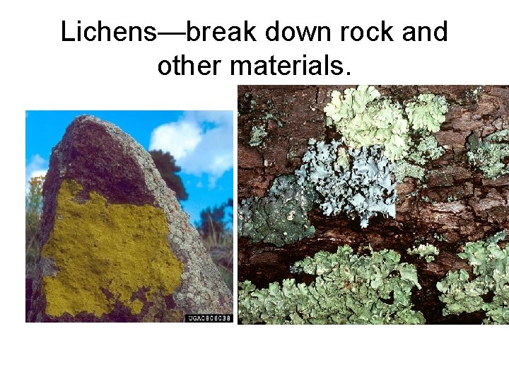 Lichens—break down rock and other materials. 