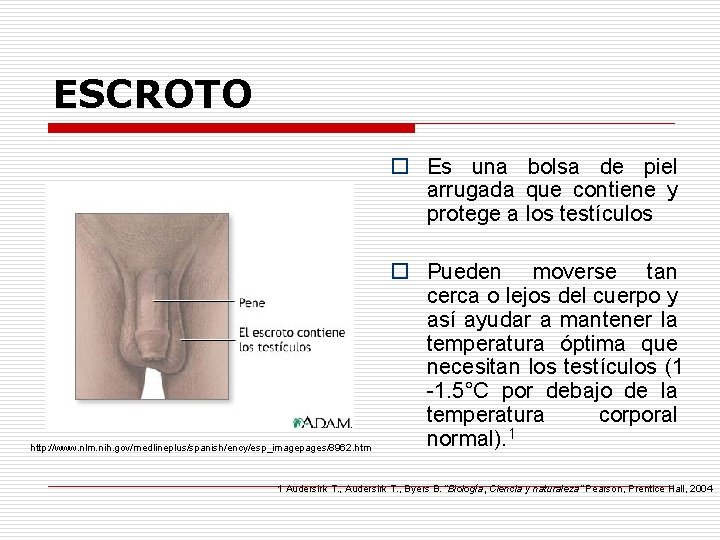 ESCROTO o Es una bolsa de piel arrugada que contiene y protege a los