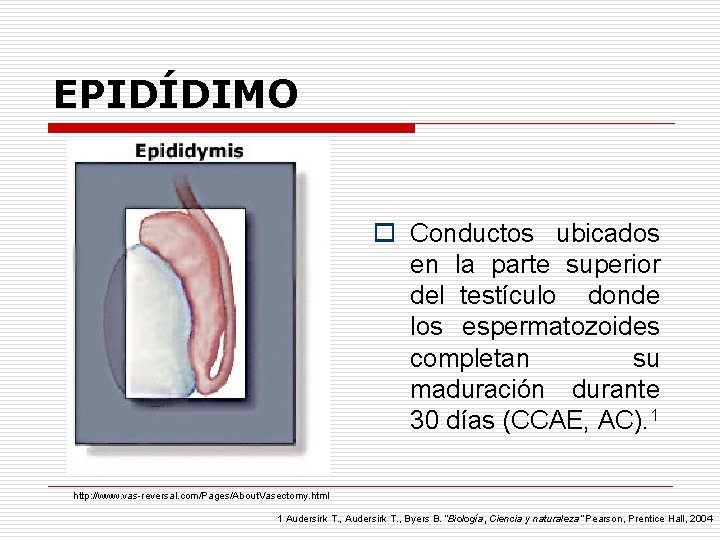 EPIDÍDIMO o Conductos ubicados en la parte superior del testículo donde los espermatozoides completan