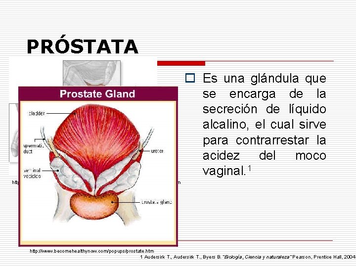 PRÓSTATA o Es una glándula que se encarga de la secreción de líquido alcalino,