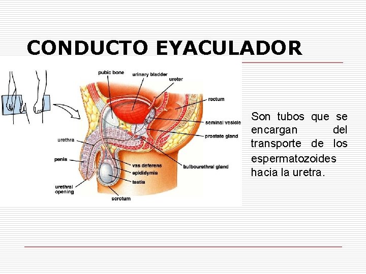 CONDUCTO EYACULADOR o Son tubos que se encargan del transporte de los espermatozoides hacia
