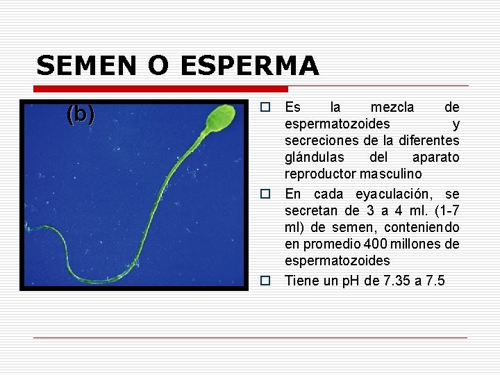 SEMEN O ESPERMA (b) o Es la mezcla de espermatozoides y secreciones de la