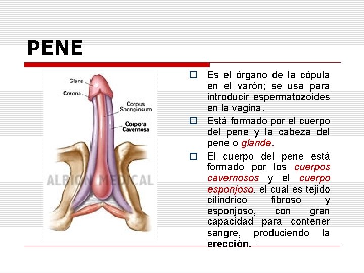 PENE o Es el órgano de la cópula en el varón; se usa para