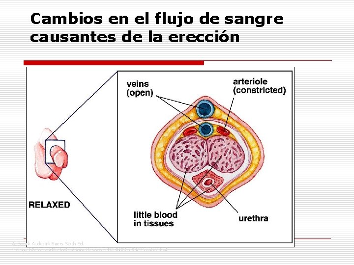 Cambios en el flujo de sangre causantes de la erección Audesirk Byers Sixth Ed.