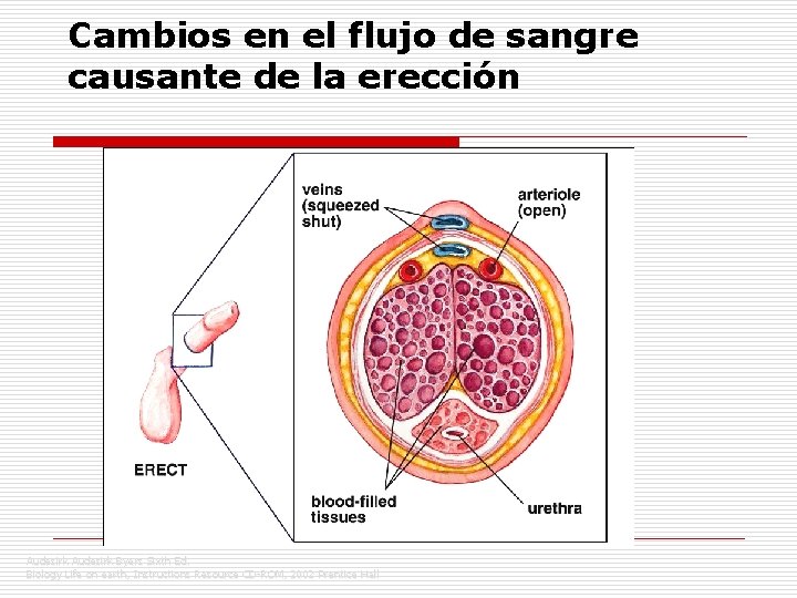 Cambios en el flujo de sangre causante de la erección Audesirk Byers Sixth Ed.