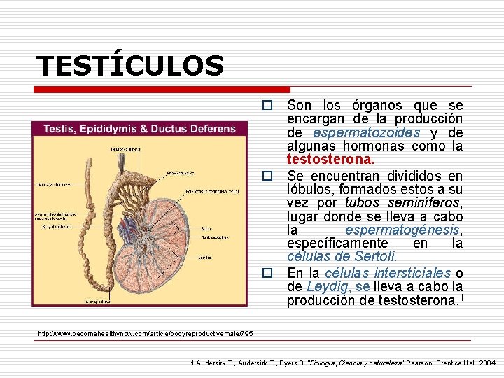 TESTÍCULOS o Son los órganos que se encargan de la producción de espermatozoides y