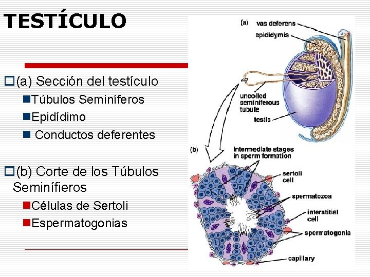 TESTÍCULO o(a) Sección del testículo n. Túbulos Seminíferos n. Epidídimo n Conductos deferentes o(b)