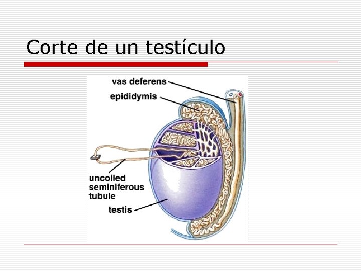 Corte de un testículo 