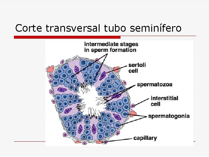 Corte transversal tubo seminífero 