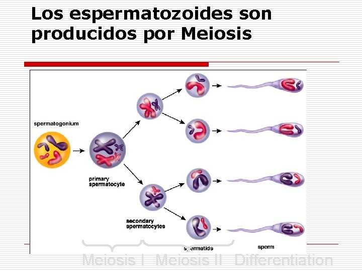 Los espermatozoides son producidos por Meiosis II Differentiation 