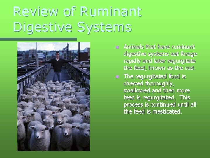 Review of Ruminant Digestive Systems Animals that have ruminant digestive systems eat forage rapidly