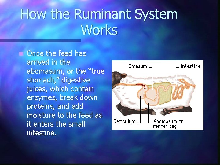 How the Ruminant System Works n Once the feed has arrived in the abomasum,