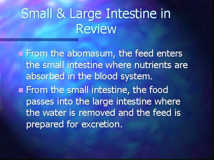 Small & Large Intestine in Review n From the abomasum, the feed enters the