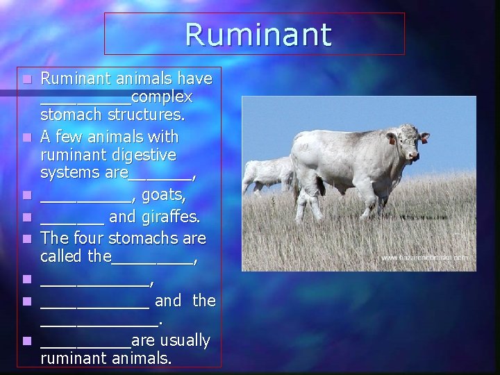 Ruminant n n n n Ruminant animals have _____complex stomach structures. A few animals