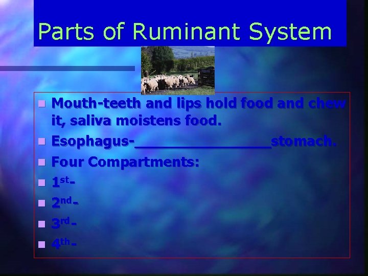 Parts of Ruminant System n n n n Mouth-teeth and lips hold food and