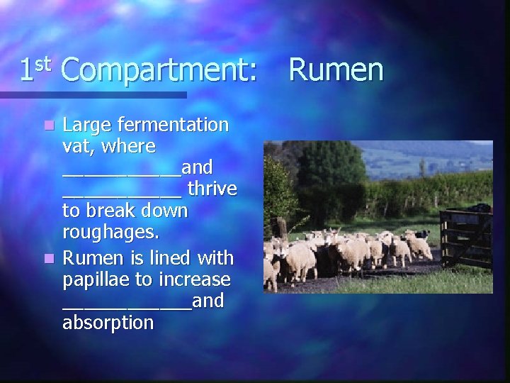 1 st Compartment: Rumen Large fermentation vat, where ______and ______ thrive to break down
