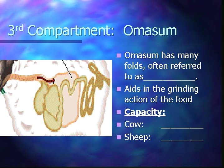 3 rd Compartment: Omasum n n n Omasum has many folds, often referred to