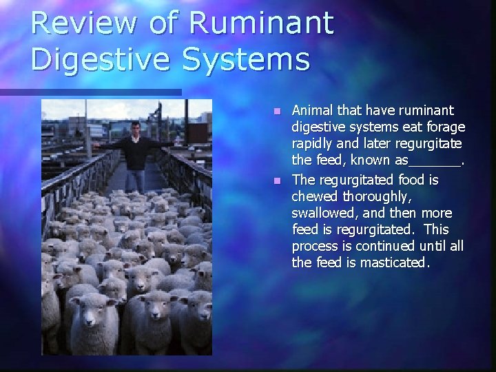 Review of Ruminant Digestive Systems Animal that have ruminant digestive systems eat forage rapidly